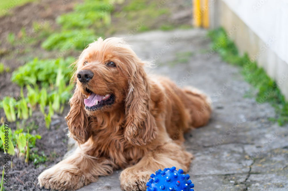 dog breed english cocker spaniel, lies on the ground near the blue ball dog breed english cocker spaniel, lies on the ground near the blue ball