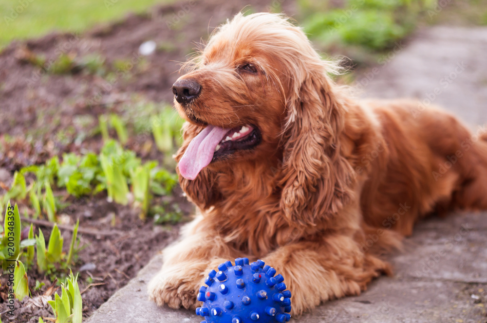 dog breed english cocker spaniel, lies on the ground near the blue ball dog breed english cocker spaniel, lies on the ground near the blue ball