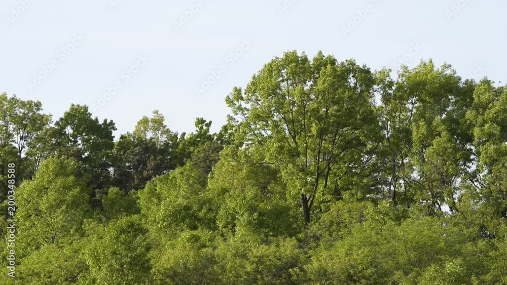 swaying branches in the breeze in a forest swaying branches in the breeze in a forest