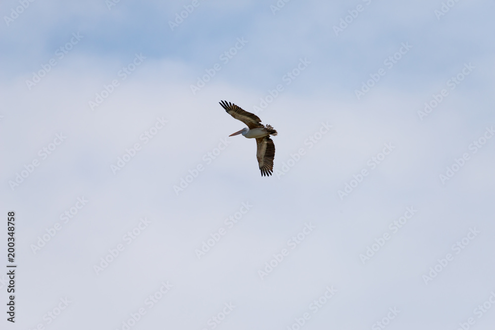 Flying spot billed pelican or grey pelican in Thailand Flying spot billed pelican or grey pelican in Thailand