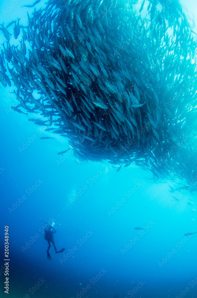 Fototapeta premium Big eye Trevally Jack, (Caranx sexfasciatus) in polarized school, bait ball or tornado with a diver taking pictures. Cabo Pulmo National Park. Baja California Sur,Mexico.