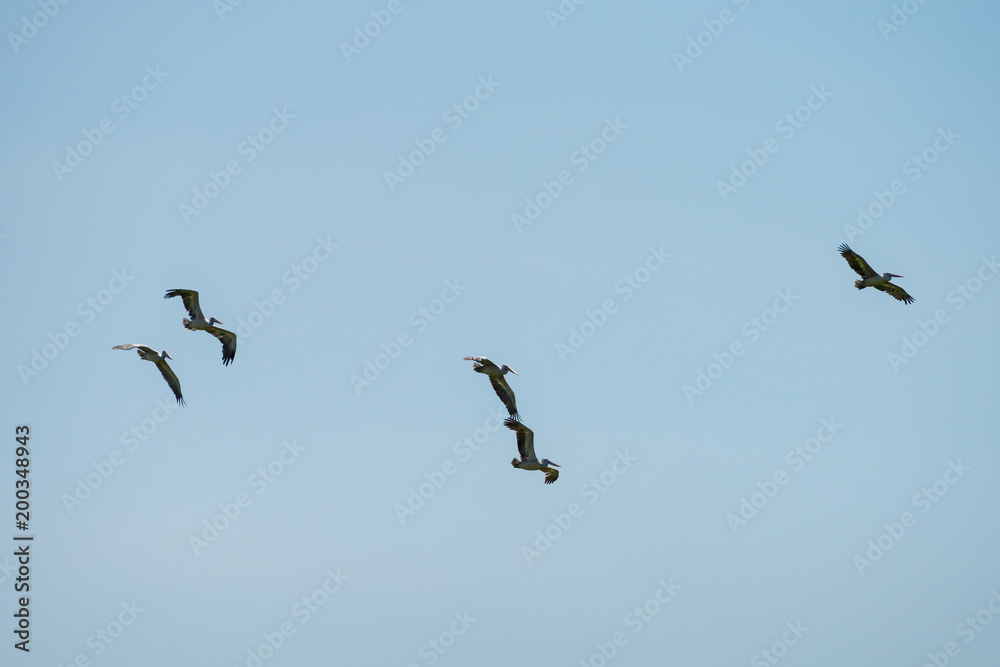 Flying spot billed pelican or grey pelican in Thailand Flying spot billed pelican or grey pelican in Thailand