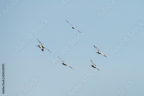 Flying spot billed pelican or grey pelican in Thailand