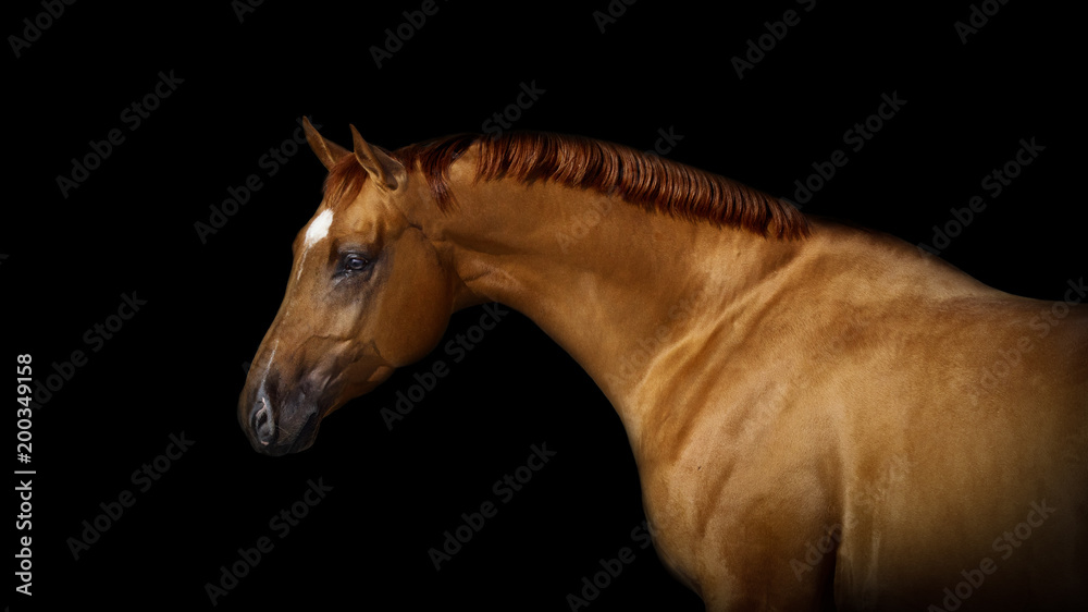 Fototapeta premium Portrait of a chestnut horse on black background isolated 