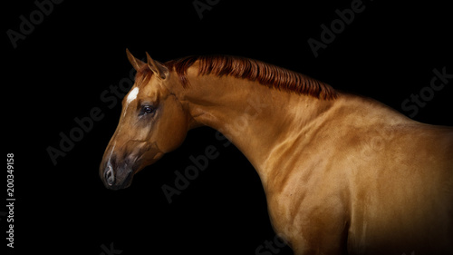 Portrait of a chestnut horse on black background isolated 