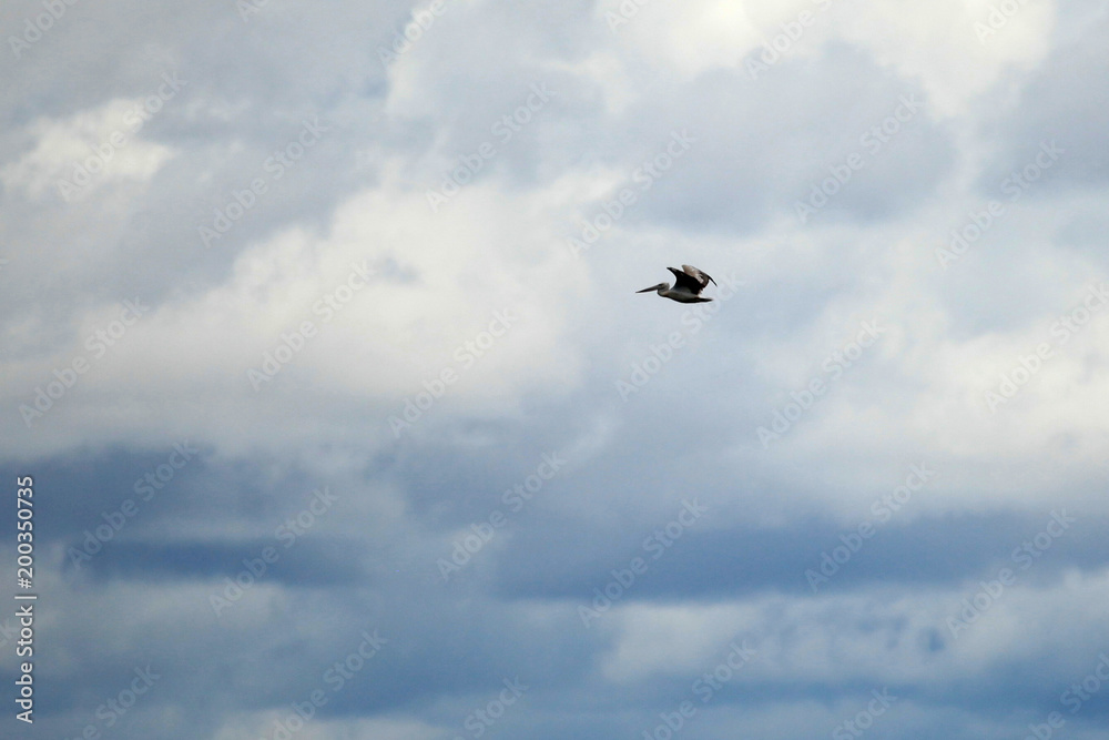 Wildlife - Bisina Wetlands - Uganda, Africa