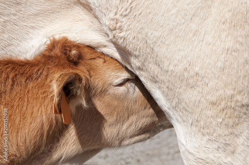 veau de la race Blonde des Pyrénées tétant sa mère photo