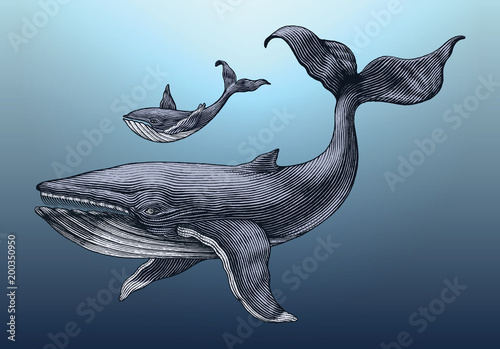 Big whale and little whale hand drawing vintage engraving illustration