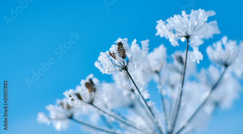 Crystal snow-flowers against the blue sky.