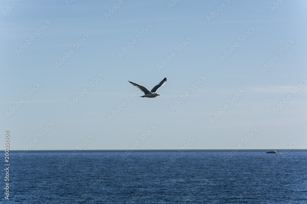 Fototapeta premium Gabbiano