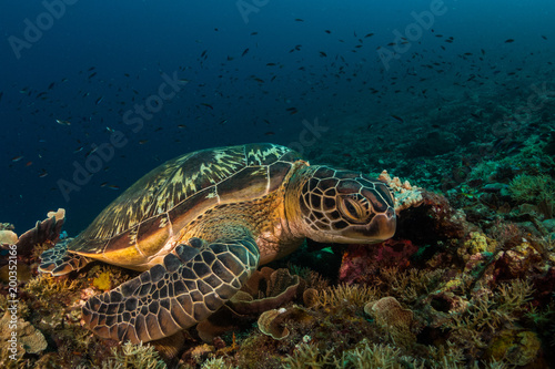 Green turtle at Gili Islands, © Pedro
