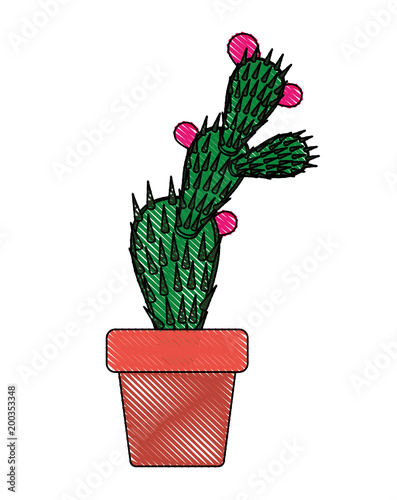 nopal cactus in pot