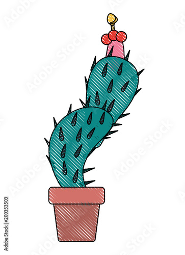 nopal cactus in pot