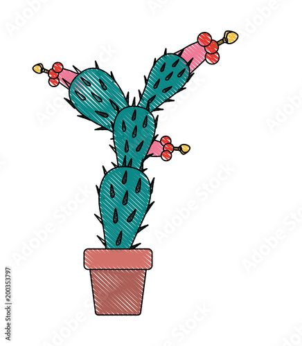 nopal cactus in pot