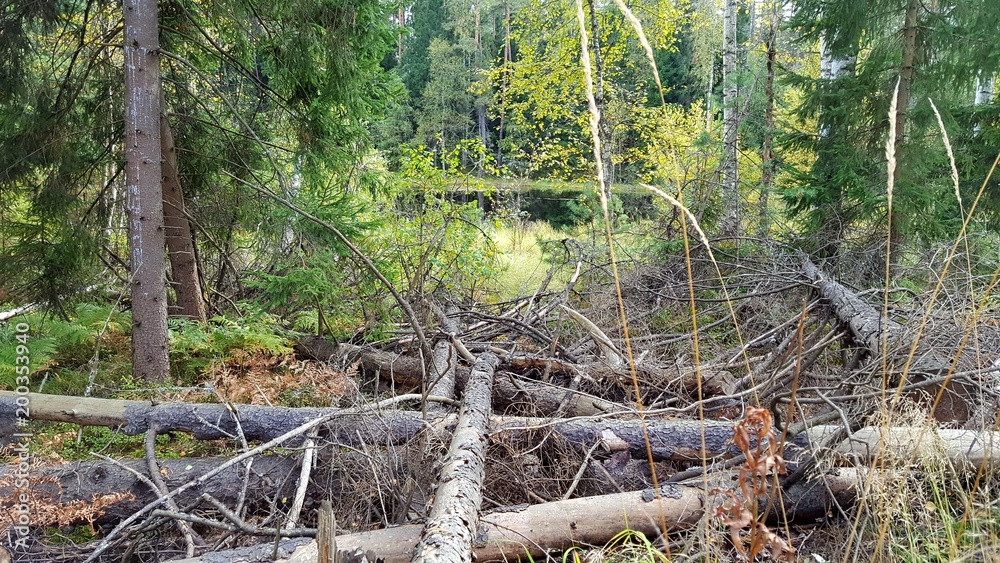 wild nature, deaf forest, fallen trees, forest lake wild nature, deaf forest, fallen trees, forest lake