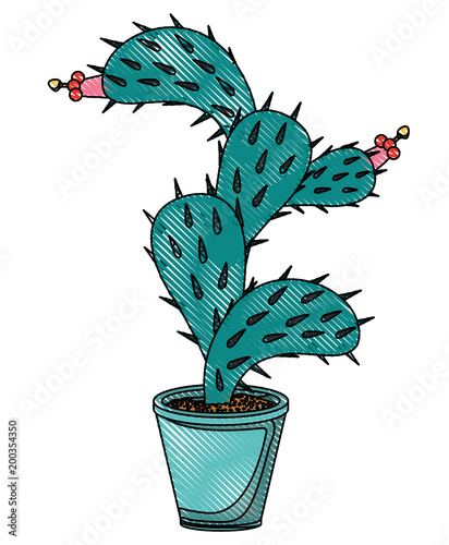 nopal cactus in pot