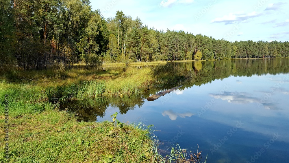 landscape forest lake, forest, water, pine trees landscape forest lake, forest, water, pine trees