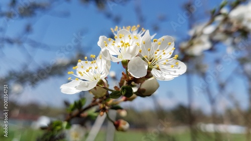 Tree Blossom - Regau - Austria