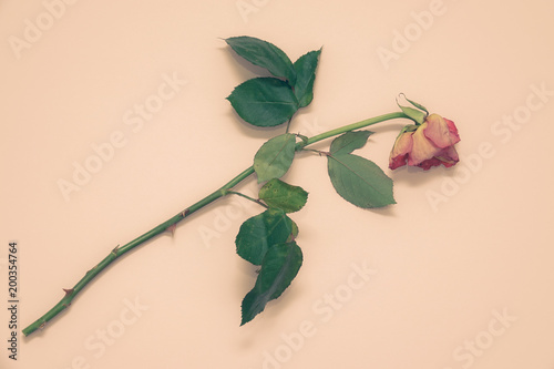 A faded almost dead rose. B...