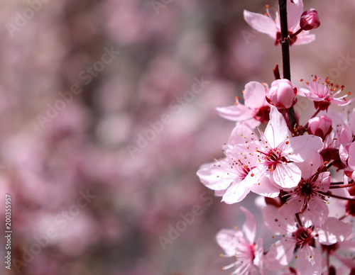 Blooming beautiful pink spring flowers Prunus,Black Cherry Plum on blue sky background. Spring season.Nature concept.Empty space. Mothers day greeting card, invitation.