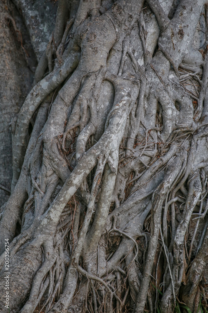 Intertwined roots texture tree. Natural gray background Intertwined roots texture tree. Natural gray background