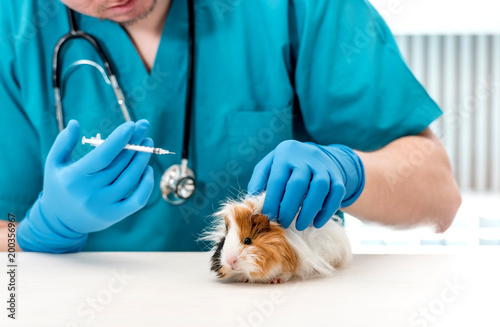 Fototapeta Naklejka Na Ścianę i Meble -  Veterinarian doctor holding a syringe for treating guinea pig