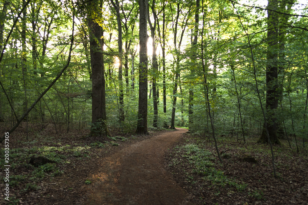 Path going through dense forest Path going through dense forest