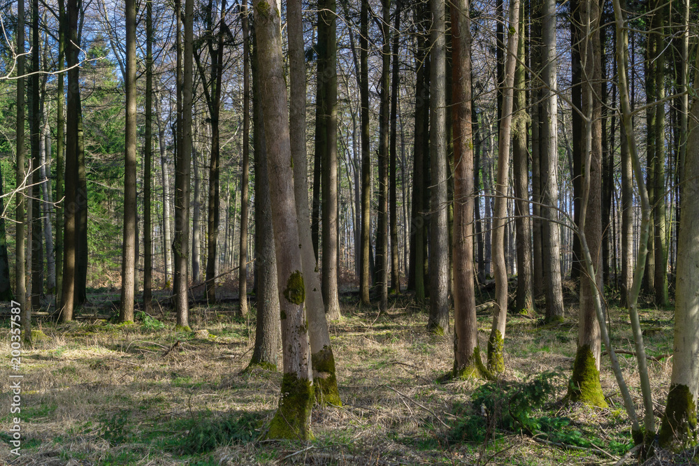 In the forest in spring