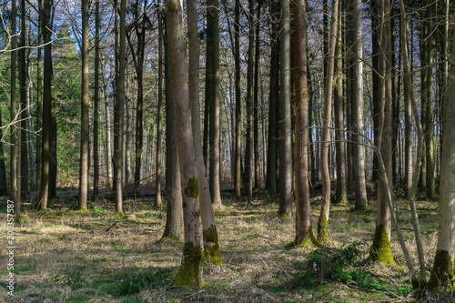 Fototapeta Naklejka Na Ścianę i Meble -  In the forest in spring