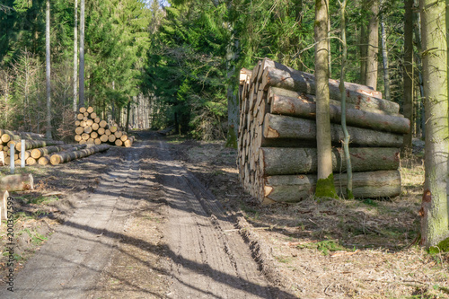 Felled logs, stacked along the forest road