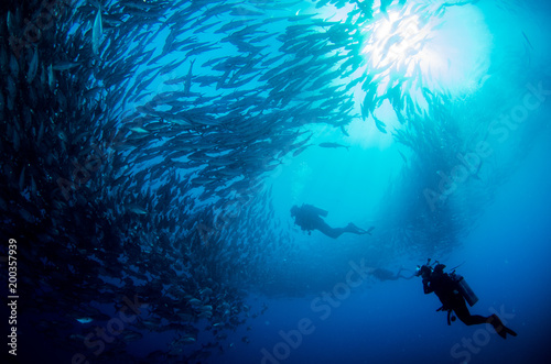 Big eye Trevally Jack, (Caranx sexfasciatus) in polarized school, bait ball or tornado with a diver taking pictures. Cabo Pulmo National Park. Baja California Sur,Mexico. photo