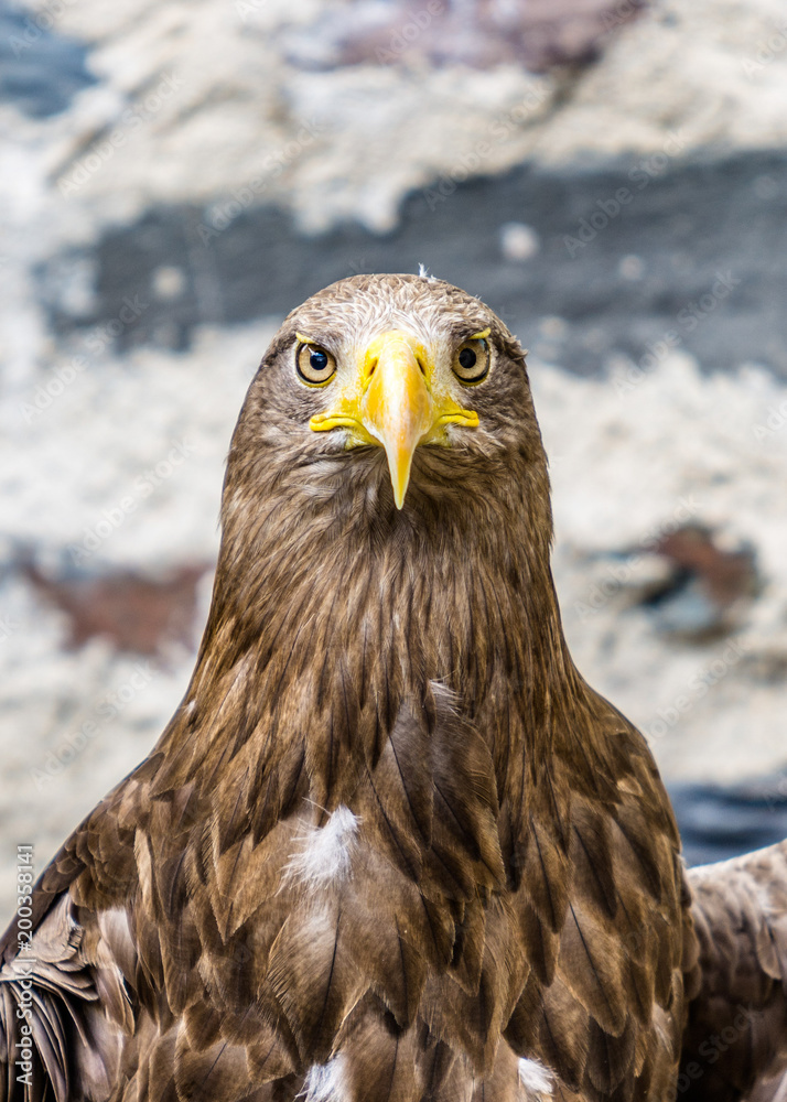 Fototapeta premium Head shot of White tailed Eagle