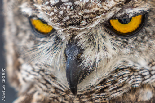 Head shot of owls