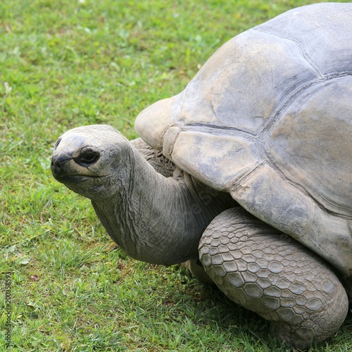 turtle with shell while walking on grass photo