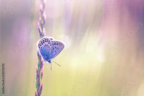Abstract nature background, blurred summer meadow and a beautiful butterfly relaxing in grass © icemanphotos