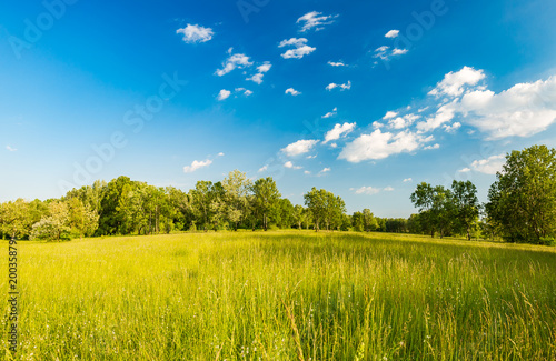 Summer meadow landscape