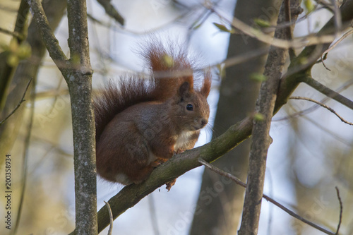Cute squirrel climbing on a tree trunk