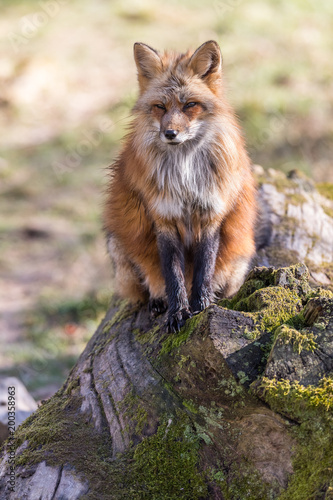 Fototapeta Naklejka Na Ścianę i Meble -  Red Fox Animal