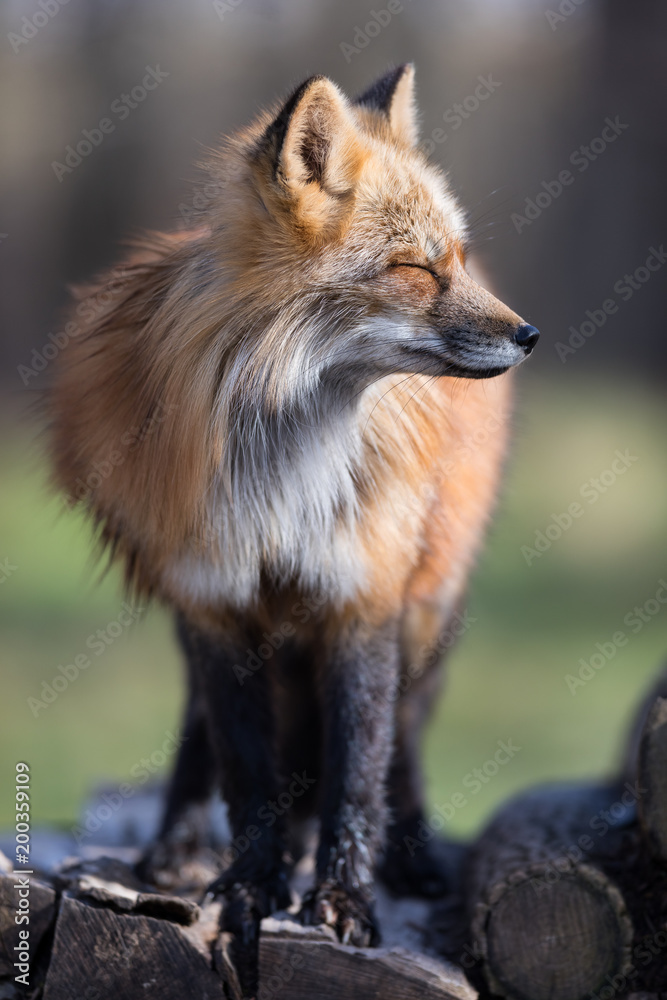 Fototapeta premium Red Fox Animal