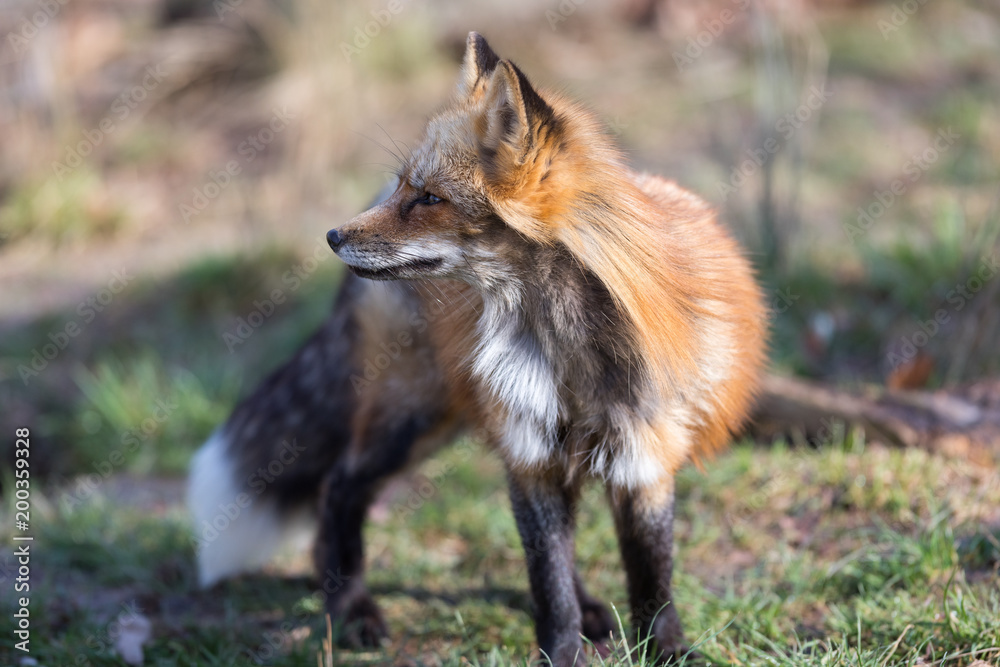 Fototapeta premium Red Fox Animal