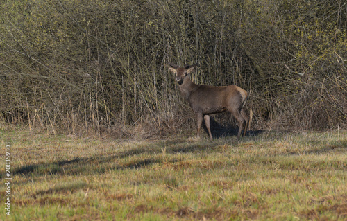 Fototapeta Naklejka Na Ścianę i Meble -  Giovane cervo fermo nella palude in primavera