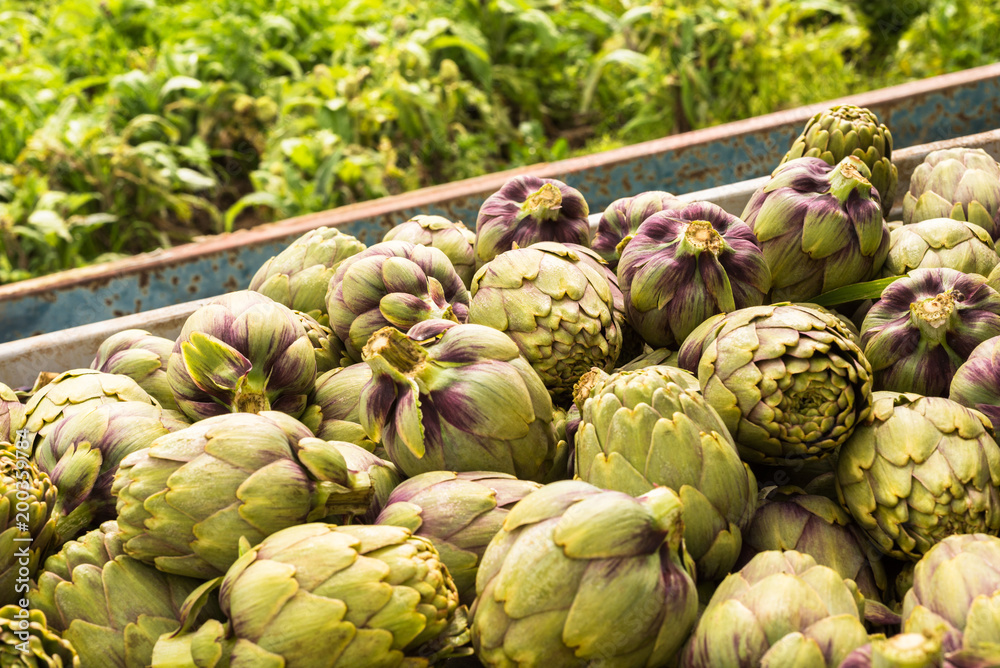 Obraz premium Carciofi freschi sardi