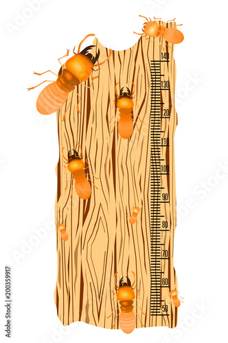Kids height chart with termite on soft wood back ground,cartoon style,Insect vector illustration.