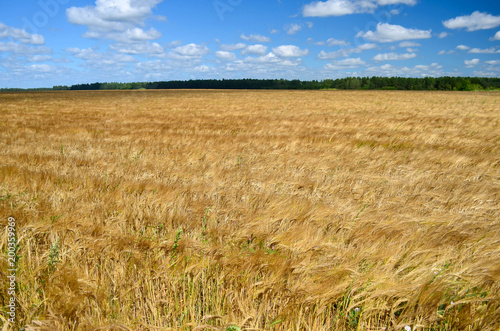 Yellow ripe wheat field