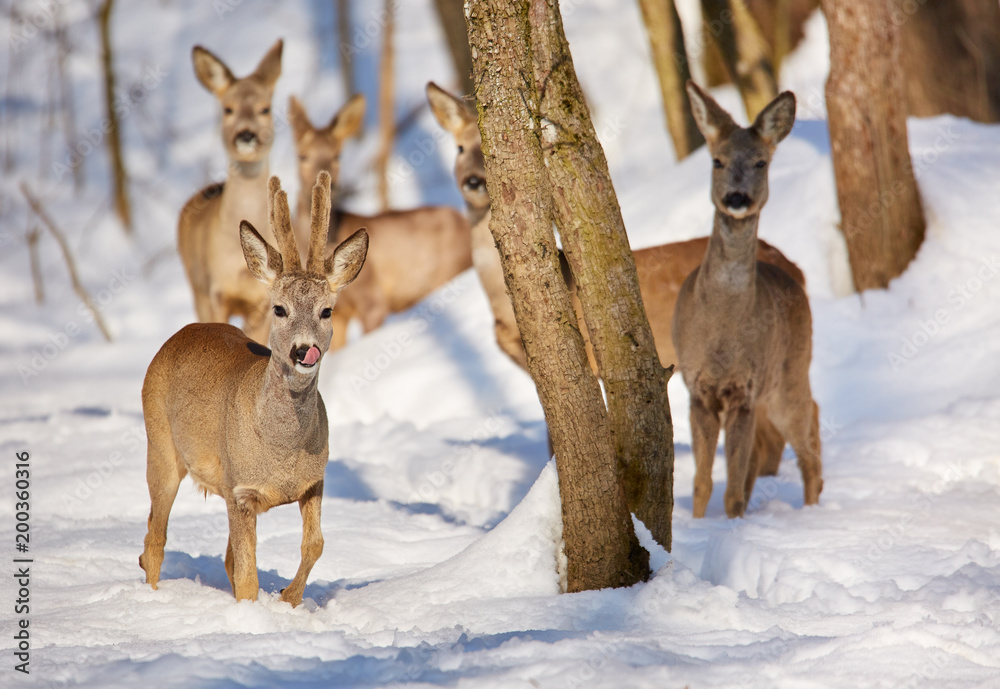 Obraz premium Roe deer in the forest