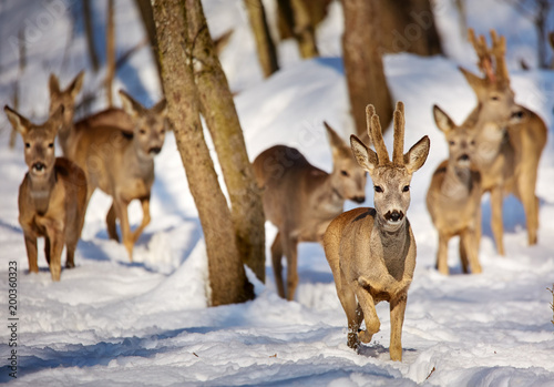 Roe deer in the forest