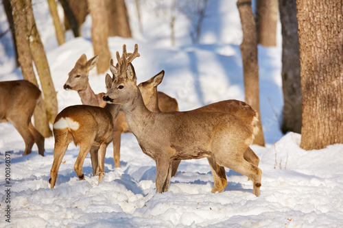 Roe deer in the forest