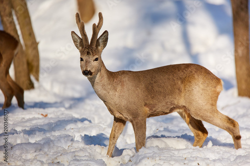 Wallpaper Mural Roe deer in the forest Torontodigital.ca