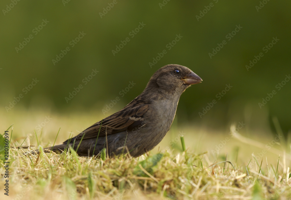 Sparrow sitting in a green summer grass.Portrait of sparrow in grass Sparrow sitting in a green summer grass.Portrait of sparrow in grass