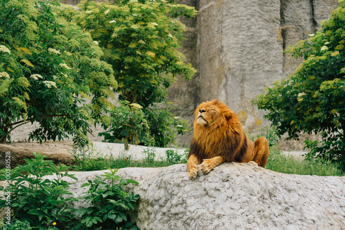 Fototapeta Naklejka Na Ścianę i Meble -  Big lion lying on stones in a zoo.